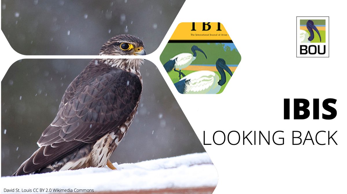 LOOKING BACK in <a href="/IBIS_journal/">BOU 👩🏻‍🏫👨🏿‍🏫🧕🏽👳🏽‍♂️ 🌈</a>

Population genetics and phylogeography of North American Merlins (Falco columbarius) in the post-DDT era | onlinelibrary.wiley.com/doi/abs/10.111…

<a href="/Burnabea/">Breanna Martinico</a> et al. <a href="/talonDNA/">Ryan Bourbour</a> | #ornithology