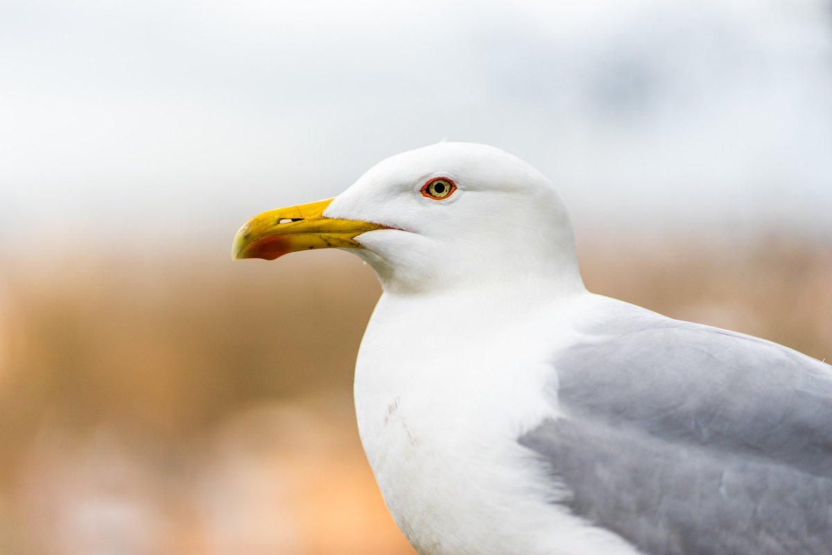 RCederfjard's tweet photo. Share your photos of birds! 🦜 https://t.co/2b4tDHJikG