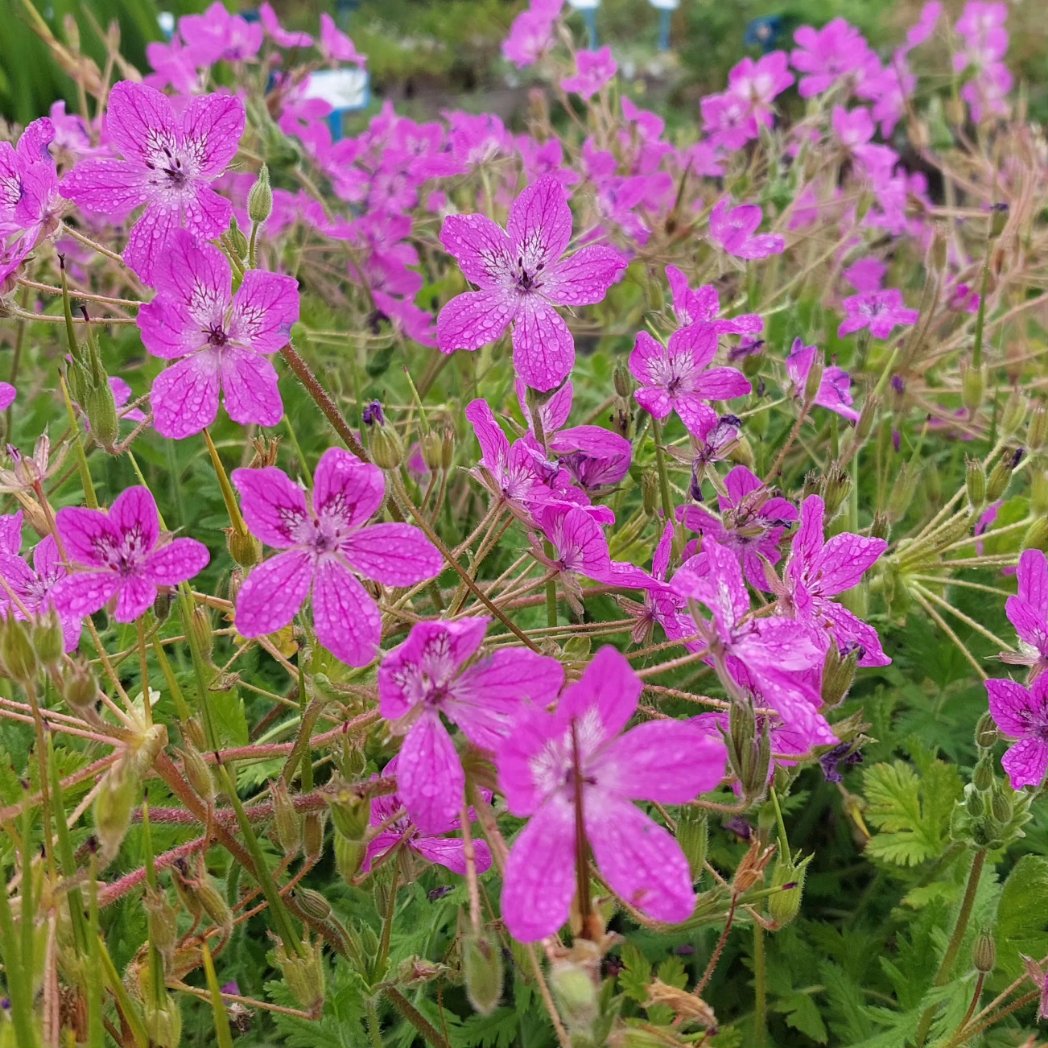 PlantPref's tweet image. Drizzle coating on the stunning Erodium manescavii yesterday morning. A really tough plant, self seeds a little. Bigger than some geraniums!

#erodium #erodiummanescavii #storksbill #frontoftheborderplant #easyplants #peatfree #plantsforsale #mailorderplants