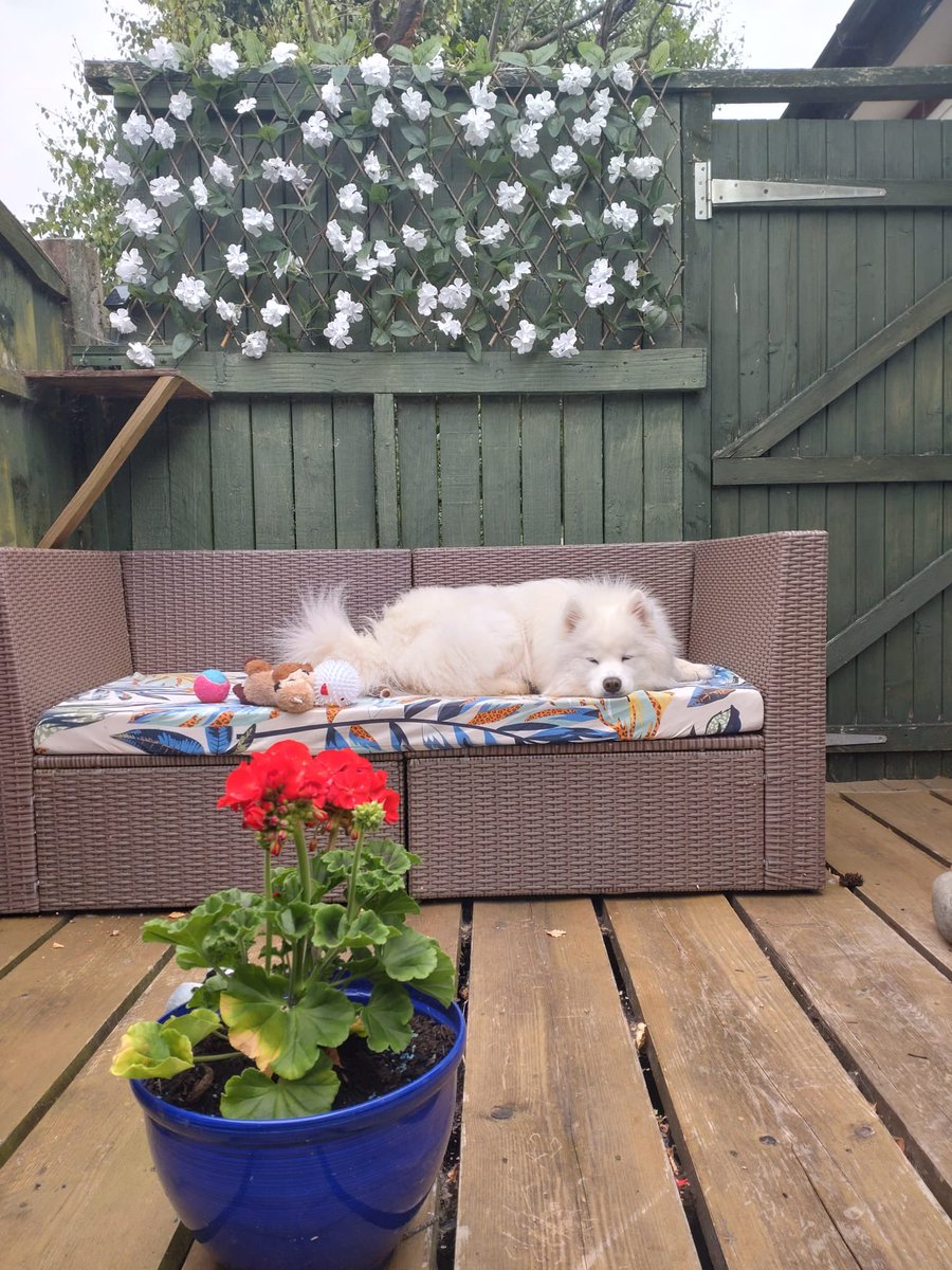samoyed_ghost's tweet photo. Skipping daycare to hang out with the grandparents! #RebelGhost #HolidayMode #Princess https://t.co/PveJ6mwfrI