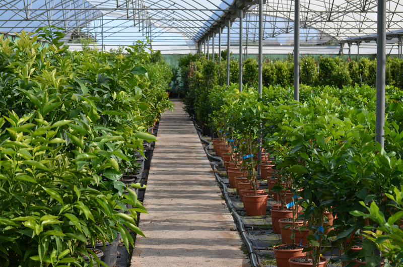 jardindalmau's tweet image. ¿Sabías que #producimos todos nuestros #citricos? #Visitanos