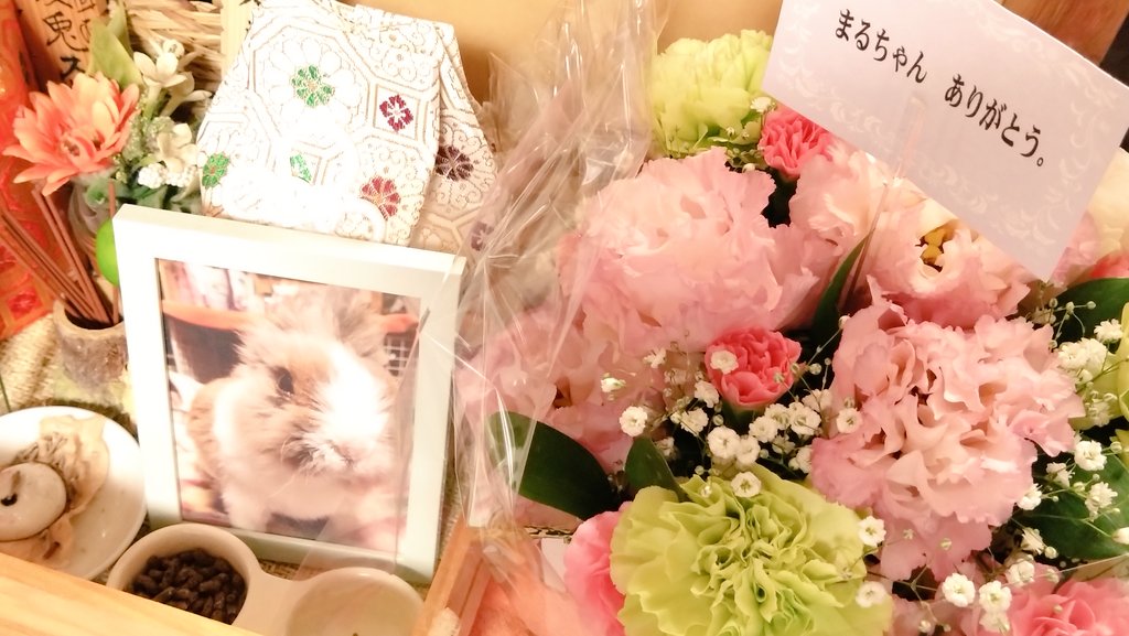 musaskss's tweet photo. おともだちからまるちゃんに素敵なお花もらいましてん😌
嬉しい！　ありがとうございます❤️

どう撮ろうとしても私の影が入る！！！照明の関係で！！！ https://t.co/CD7xf5NMUz