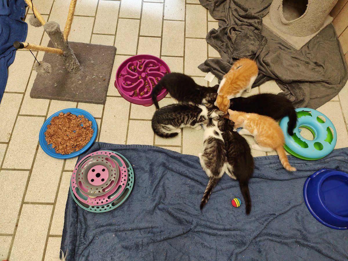 Der graue Pommes Ranger tweet media