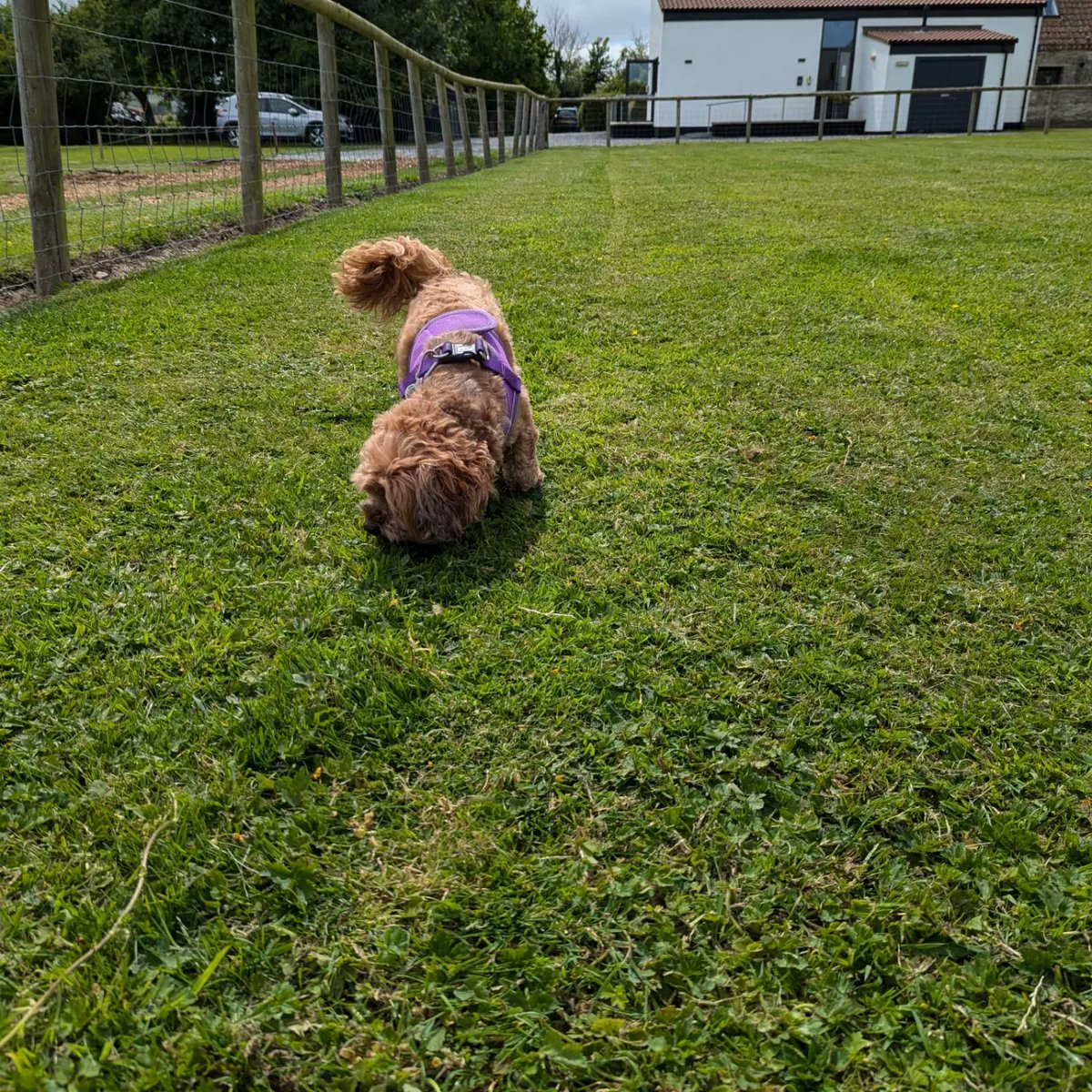 Lily3Adventure's tweet photo. Good morning! Happy Monday! Thought I'd put some pictures up of the girls enjoying the dog pen whilst we were camping at Myrtle Farm Holidays! Hope everyone has a good day! #GoodMorning #dog #doggo #camping #campsite #outdoors #adventure #fun #lovedit #FamilyFun https://t.co/Fi04IFaMFF