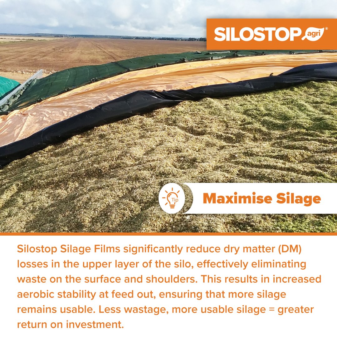 Boost Your ROI with Silostop Silage Films! Significantly reduce dry matter losses, eliminate surface waste, and increase aerobic stability for more usable silage and greater returns.

 #Silage #FarmingTips #SilageFilm #SilageStorage