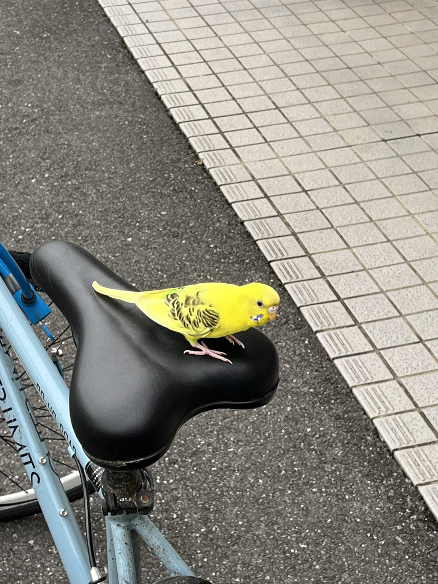 reta__GOD's tweet photo. これ誰のインコ？ https://t.co/i19JHxkoHd