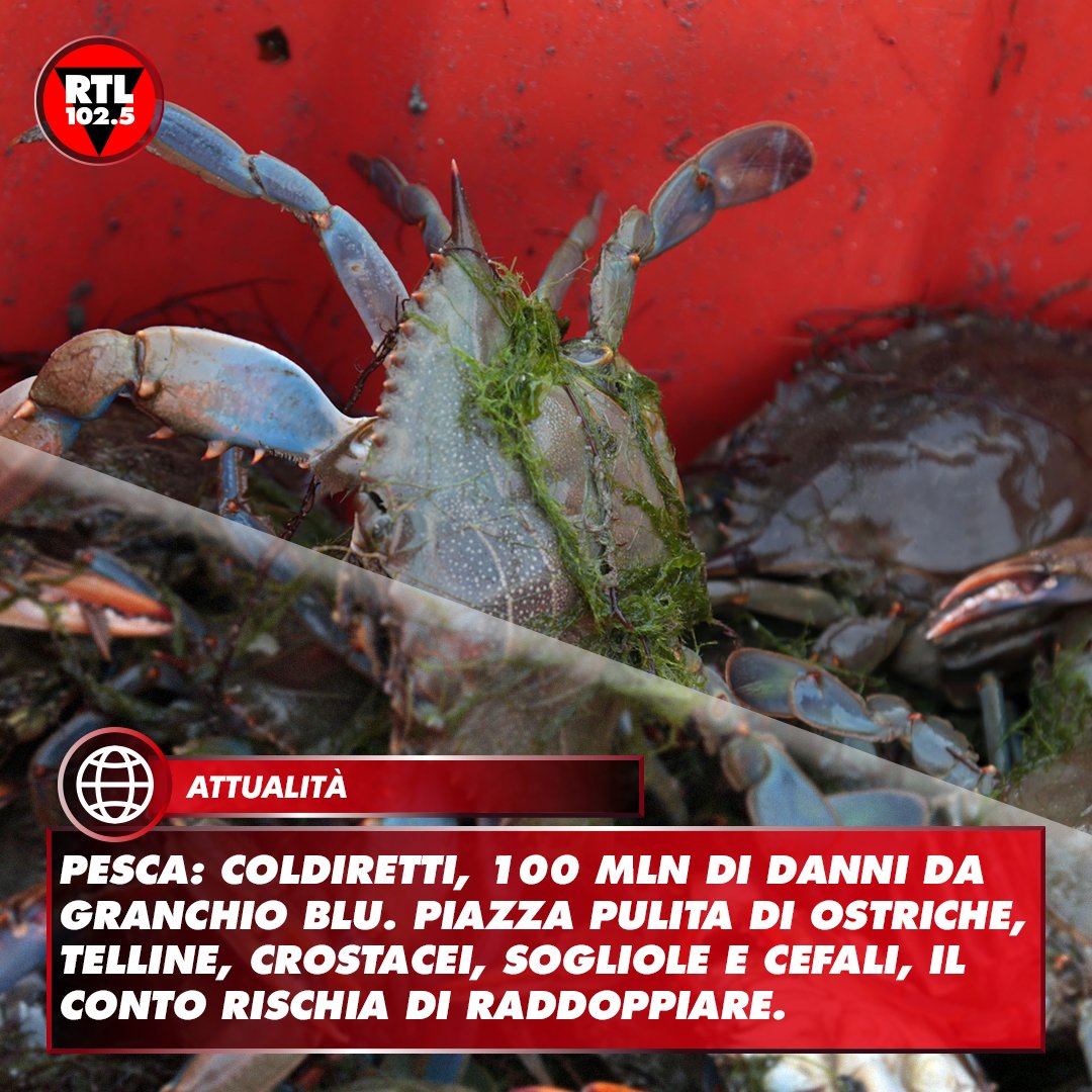 rtl1025's tweet photo. 🐟 Il #Veneto è la regione più colpita dall'emergenza. Lo denuncia #ColdirettiPesca. Il Delta del #Po è la zona dove la presenza del #granchioblu sta causando i danni più ingenti. https://t.co/OwLF2uiT0Y