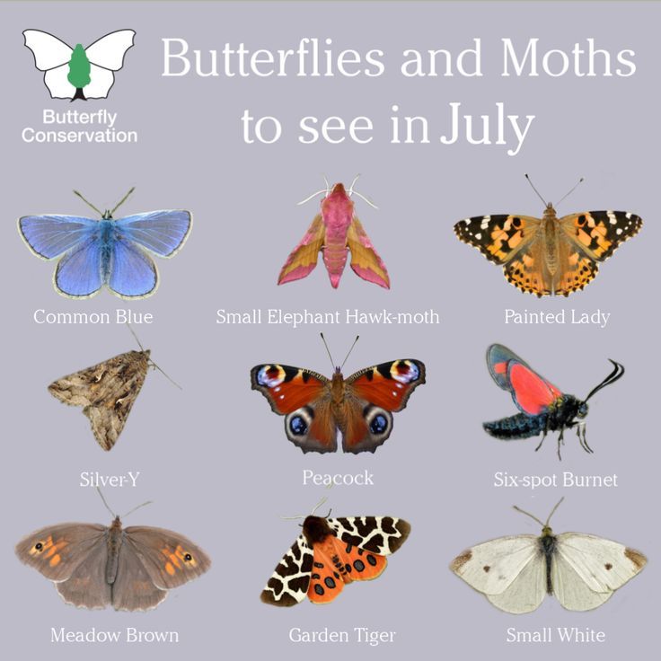 July has arrived! 🦋🌻🌿 Here are a handful of the butterflies and moths to look out for in your gardens and green spaces over the next few weeks

See how many you can spot in the #BigButterflyCount from 12 July - 4 August 👉 bigbutterflycount.org

#SaveButterflies #MothsMatter
