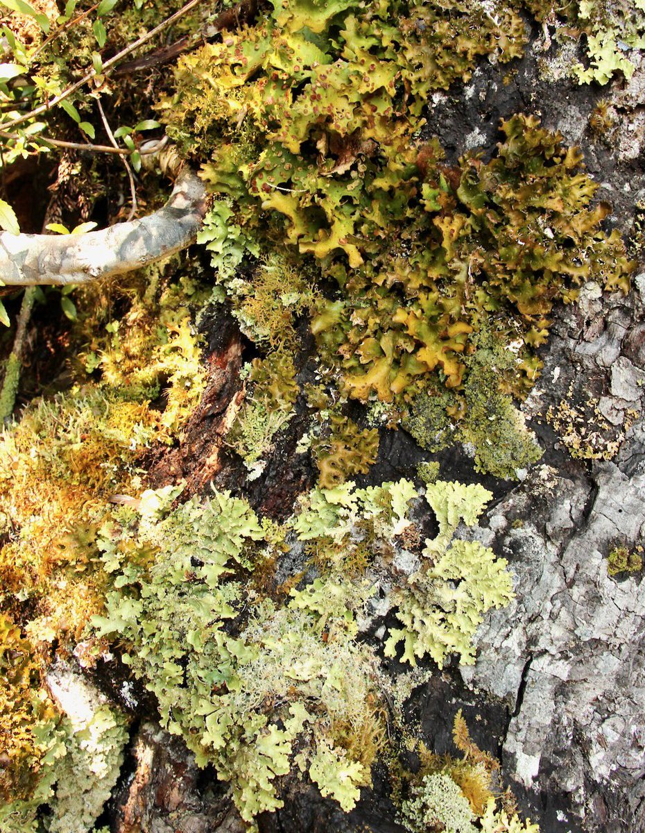 GabbyDean129686's tweet photo. #HotStick #lichen #nature #photography @tasmania https://t.co/IEsLgGDJQ2