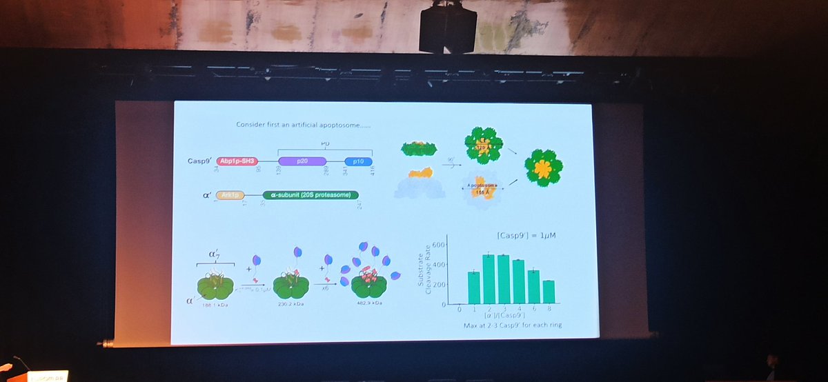 Lewis Kay opening  @euromar2024