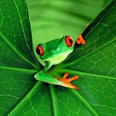 CorellaTej7982's tweet photo. #felizlunes #minday #monday #mondayfrog #frogs #verde #green #greenmonday #felizjulio #bondia #BuongiornoATutti 🕊️🌿🌈😻😜💕💋🍰☕💞✊❤️💛💜🌹🍰☕💞🐸🙌👏🥰🐶 https://t.co/nud1mnazc2