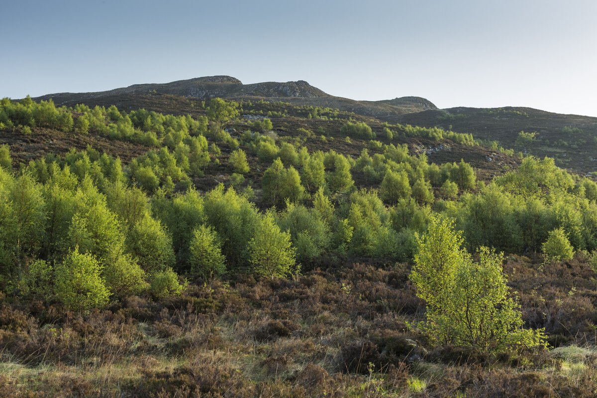 RewildingB's tweet image. Just 1% of Britain’s land is in #rewilding, despite an increase of 171,611ha of projects in the Rewilding Network since we set it up.

We need 30% rewilding by 2030 across land and sea to ensure nature's recovery 🌳🌊

Sign and spread the word! ✍️
 act.rewildingbritain.org.uk