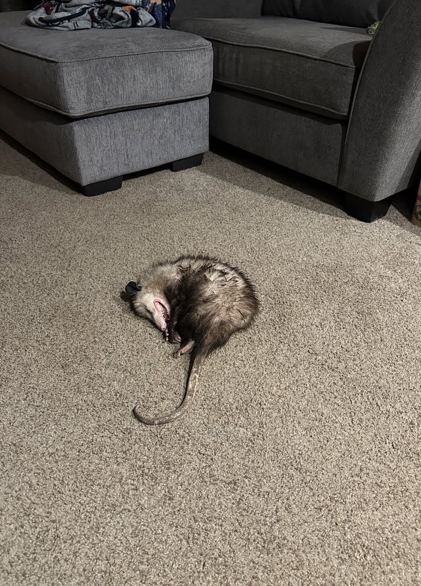 ZeroPointProps's tweet image. It’s 2am and my dog brought an opossum into the house and tormented it until I woke up and she dropped it in the office. It is now safely outside and unharmed. I love my dog but this was not a fun thing to wake up to