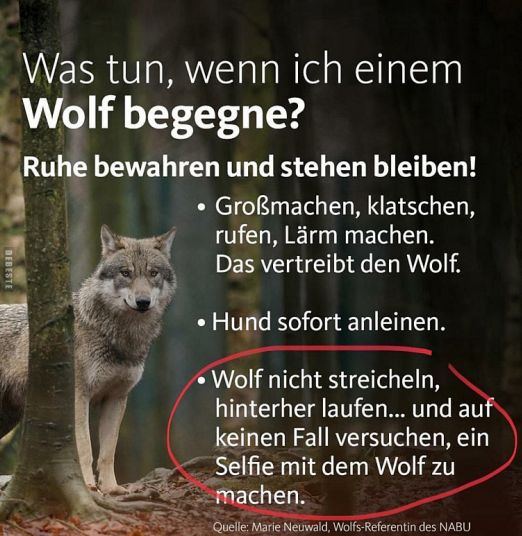 Ach schade.. ich bin doch ein ganz lieber 🐺 (meistens) 😉
