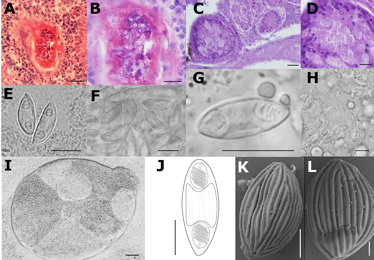 Parasite - The Journal (@parasitejournal) on Twitter photo 𝗡𝗲𝘄 𝗽𝗮𝗽𝗲𝗿 𝗶𝗻 𝗣𝗔𝗥𝗔𝗦𝗜𝗧𝗘:
Solving the Myxidium rhodei (Myxozoa) puzzle: insights into its phylogeny and host specificity in Cypriniformes parasite-journal.org/articles/paras… 𝗡𝗲𝘄 𝗽𝗮𝗽𝗲𝗿 𝗶𝗻 𝗣𝗔𝗥𝗔𝗦𝗜𝗧𝗘:
Solving the Myxidium rhodei (Myxozoa) puzzle: insights into its phylogeny and host specificity in Cypriniformes parasite-journal.org/articles/paras…
