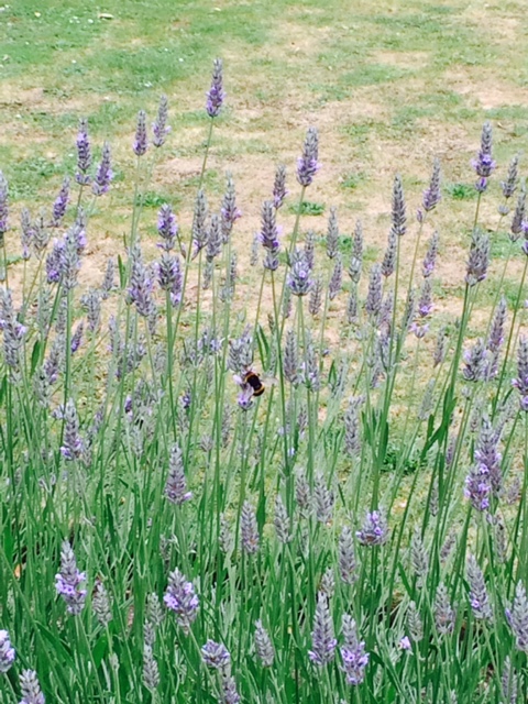 Prof_hedgehog's tweet photo. @melindahaunton Bees like lavender ... https://t.co/J8aa1h42fo