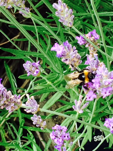 Prof_hedgehog's tweet photo. @melindahaunton Bees like lavender ... https://t.co/J8aa1h42fo