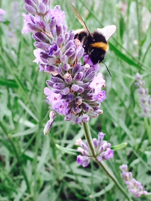 Prof_hedgehog's tweet photo. @melindahaunton Bees like lavender ... https://t.co/J8aa1h42fo