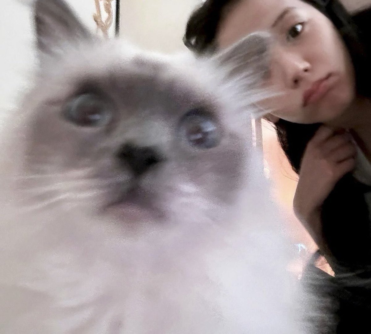 4evachaelin's tweet photo. CL &amp; jisoo with the same cat?😻i have to count this as an interaction 😭 https://t.co/PVPUQ8JoYI