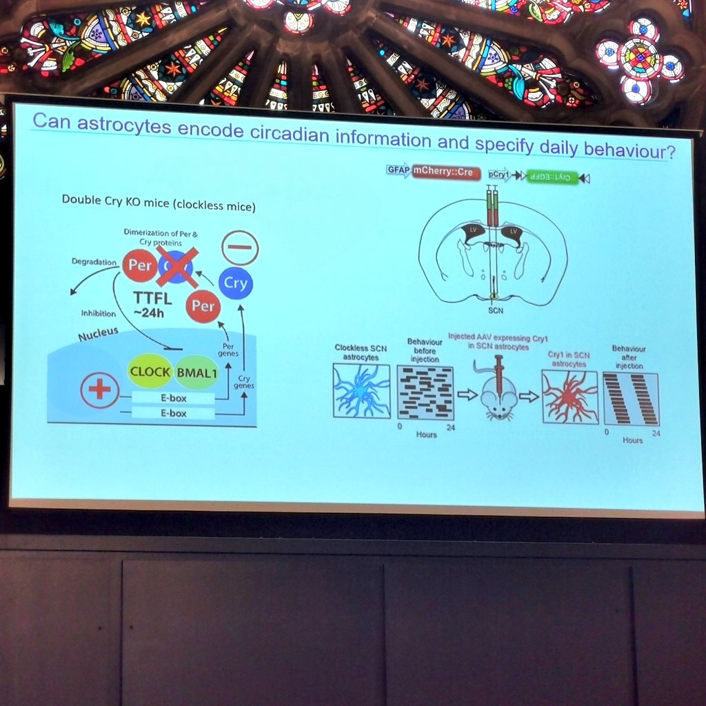 BSN (@bsneuroendo) on Twitter photo Our first speaker in Clocks Rhythms and Sleep is Marco Brancaccio <a href="/MarcoBrancacci4/">Marco Brancaccio Bluesky: @mbra3.bsky.social</a> on Glial Control of Circadian Timekeeping in the beautiful Union Kirk venue #Aberdeen2024 Our first speaker in Clocks Rhythms and Sleep is Marco Brancaccio <a href="/MarcoBrancacci4/">Marco Brancaccio Bluesky: @mbra3.bsky.social</a> on Glial Control of Circadian Timekeeping in the beautiful Union Kirk venue #Aberdeen2024