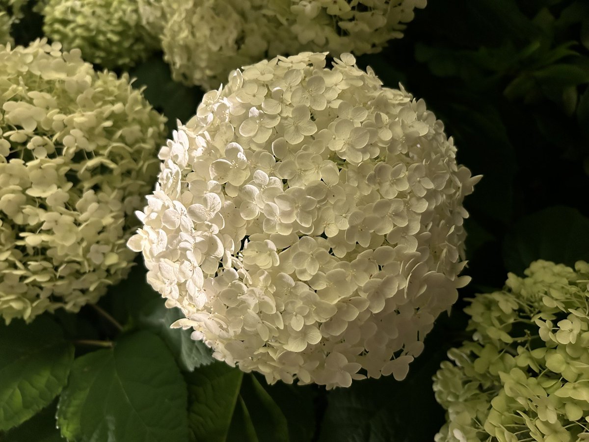 PurpleDrop1_14's tweet photo. 月明あかり.  .🩷　月のような紫陽花🩷 https://t.co/FTHldRMZAe