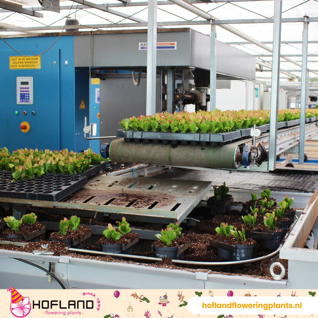 Bij Hofland Flowering Plants werken we graag met efficiënte teelt- en oppottechnieken. Daardoor zijn  de arbeidsomstandigheden zo optimaal mogelijk voor ons team. 

#HoflandFloweringPlants #oppotten #techniek #innovatie #tuinbouw #Schlumbergera #plant