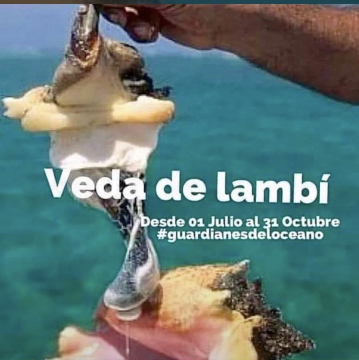 Veda de Lambí.Desde hoy julio 01 al 31 de octubre.Ayuda a su sostenibilidad,no lo compres durante estos meses.