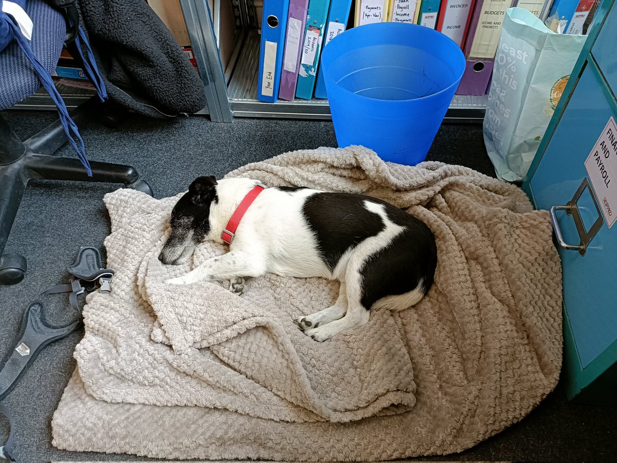 Rocky has been helping in the office today, it's all too much for him:)