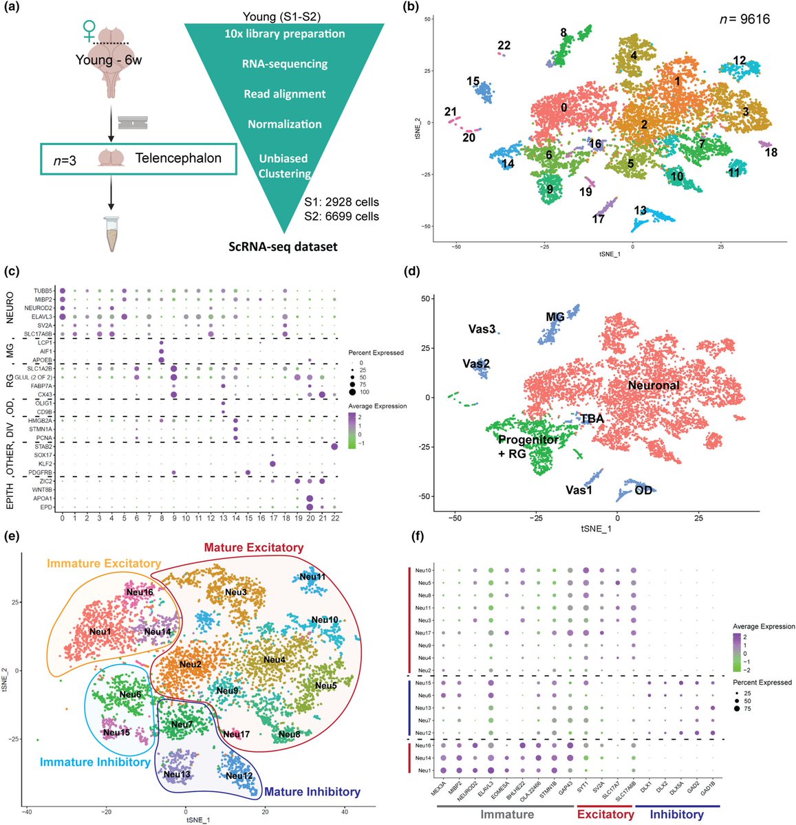 ArckensLab (@arckenslab) on Twitter photo From specialized non-glial progenitors to mature neurons . We have mapped the adult and aged female killifish telencephalon🐟 using single-cell sequencing. Age-related changes? Check out our paper: 👉 onlinelibrary.wiley.com/doi/10.1111/ac…🔥🔥🔥 great collab with <a href="/SeuntjensLab/">SeuntjensLab</a> @EveSeuntjens From specialized non-glial progenitors to mature neurons . We have mapped the adult and aged female killifish telencephalon🐟 using single-cell sequencing. Age-related changes? Check out our paper: 👉 onlinelibrary.wiley.com/doi/10.1111/ac…🔥🔥🔥 great collab with <a href="/SeuntjensLab/">SeuntjensLab</a> @EveSeuntjens