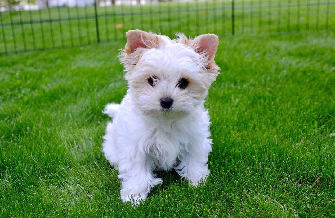 Furry family Breeding service (@furryservi81172) on Twitter photo 