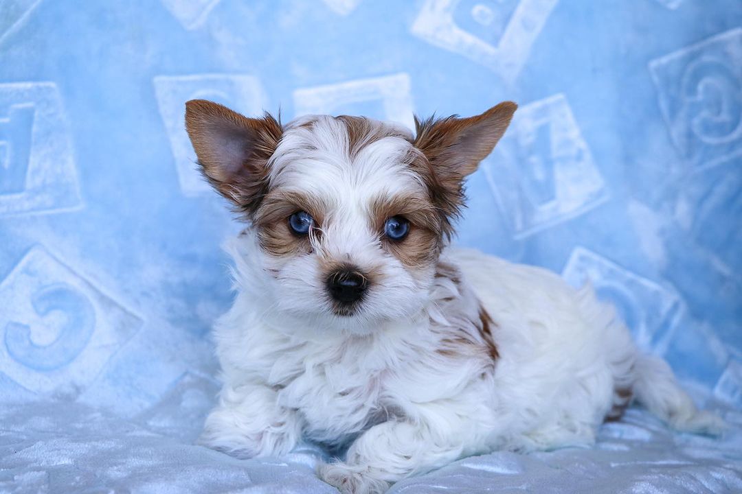 Furry family Breeding service (@furryservi81172) on Twitter photo 