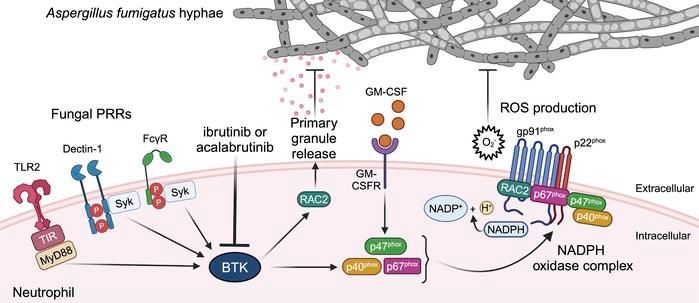 Journal of Clinical Investigation (@jclinicalinvest) on Twitter photo BTK drives neutrophil activation for sterilizing antifungal immunity: buff.ly/4eEO1T5
<a href="/LionakisLab/">Mihalis Lionakis</a> <a href="/NIAIDNews/">NIAID News</a> <a href="/NIH/">NIH</a>
#Immunology #InfectiousDisease BTK drives neutrophil activation for sterilizing antifungal immunity: buff.ly/4eEO1T5
<a href="/LionakisLab/">Mihalis Lionakis</a> <a href="/NIAIDNews/">NIAID News</a> <a href="/NIH/">NIH</a>
#Immunology #InfectiousDisease