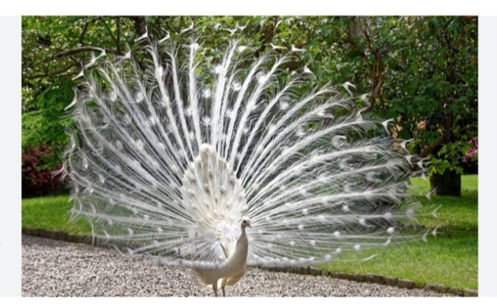 Sylvie Bourque tweet media