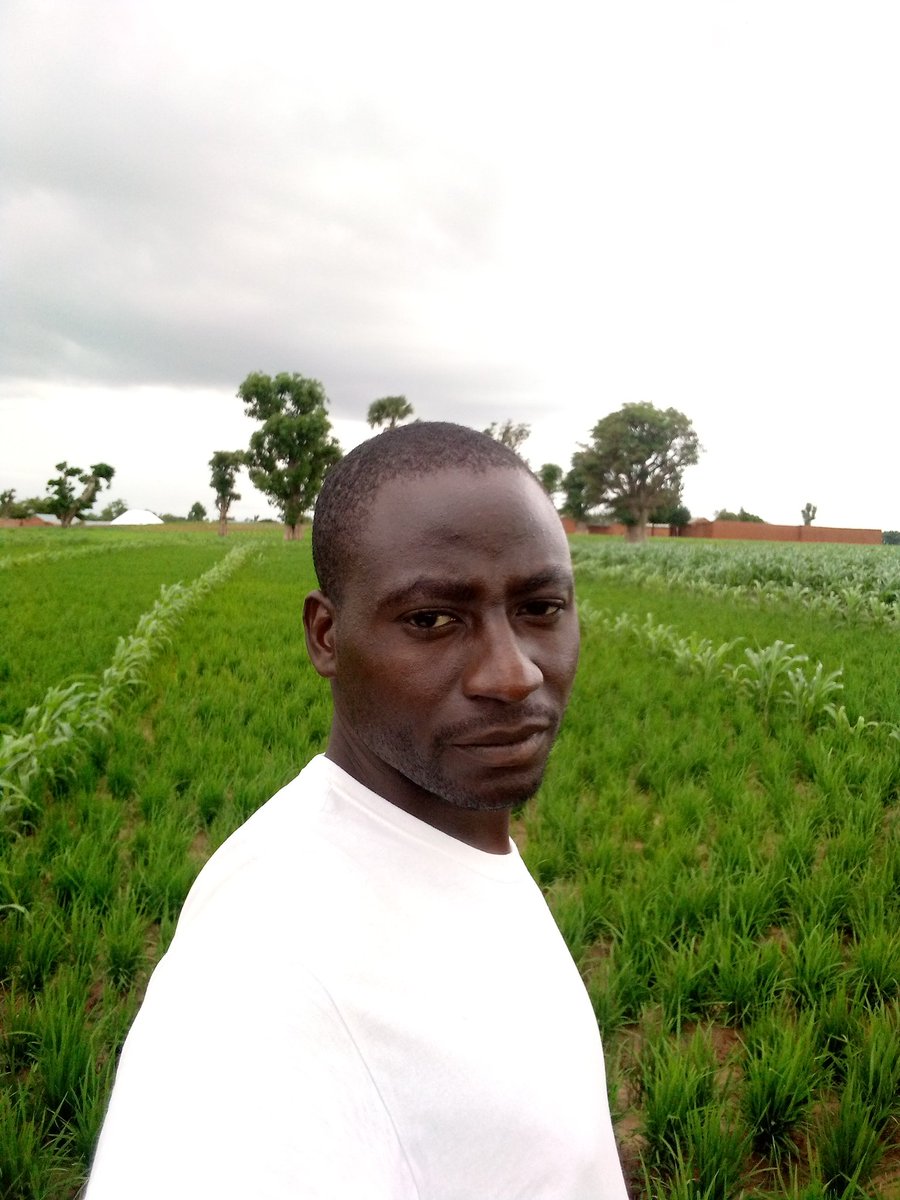 abdulhakim71167's tweet photo. #RICEFARM PROJECT2024. https://t.co/6kyghcMEFt