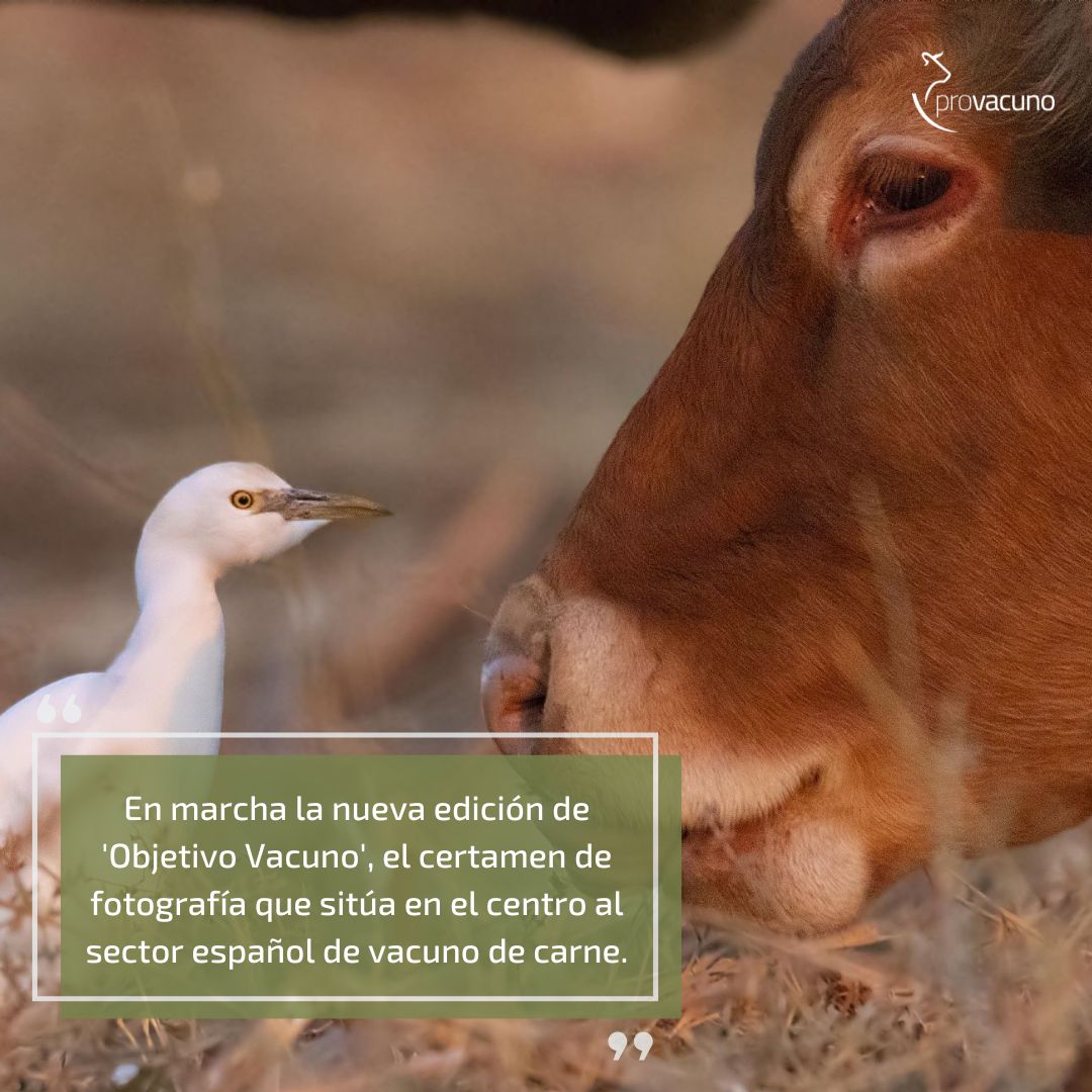 📣 OBJETIVO VACUNO | En marcha la nueva edición de 'Objetivo Vacuno', el certamen de fotografía que sitúa en el centro al sector español de vacuno de carne.

🔗 Más información:
provacuno.es/objetivovacuno

#FansDelVacuno #ObjetivoVacuno