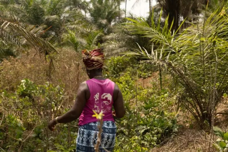 GRAIN_org's tweet photo. #TreePlantations for the #CarbonMarket - a must-read from @WorldRainforest 
"One thing is clear: communities whose livelihoods depend on their territories will not stand to benefit from more tree plantations occupying their lands."
https://t.co/JuyaIw16nZ @via_campesina https://t.co/N3m8L5DYs6