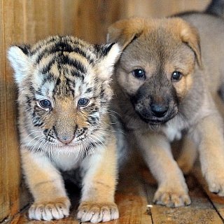 🐯🐶