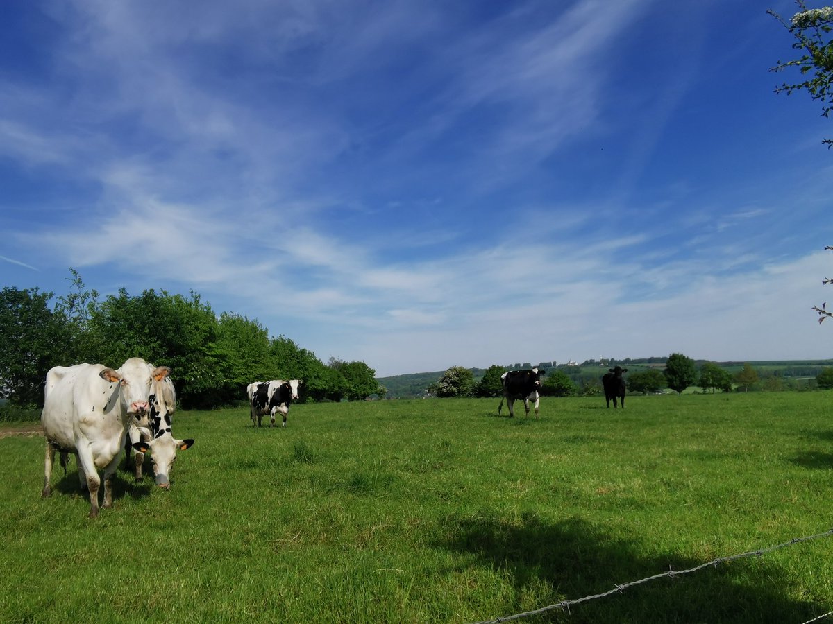 FrAgriKiki's tweet photo. @CWGC Je sens que je vais bien m'amuser au milieu des #legumes, des #pommesdeterre @_CNIPT et des surtout des mes amies préférées : les vaches 🐮🐄
Ce matin, j'étais bercé au doux chant des oiseaux et dans les #courges par le vol des bourdons et des abeilles. https://t.co/NudRl8U1P2