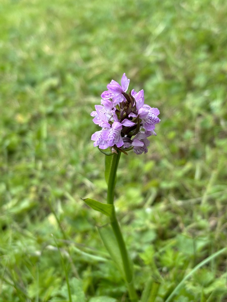 bek_farley's tweet photo. Blooming in my lawn, this lovely little orchid, thanks to #NoMowMay #flowers #wildlife https://t.co/hRr1Ap0QkJ