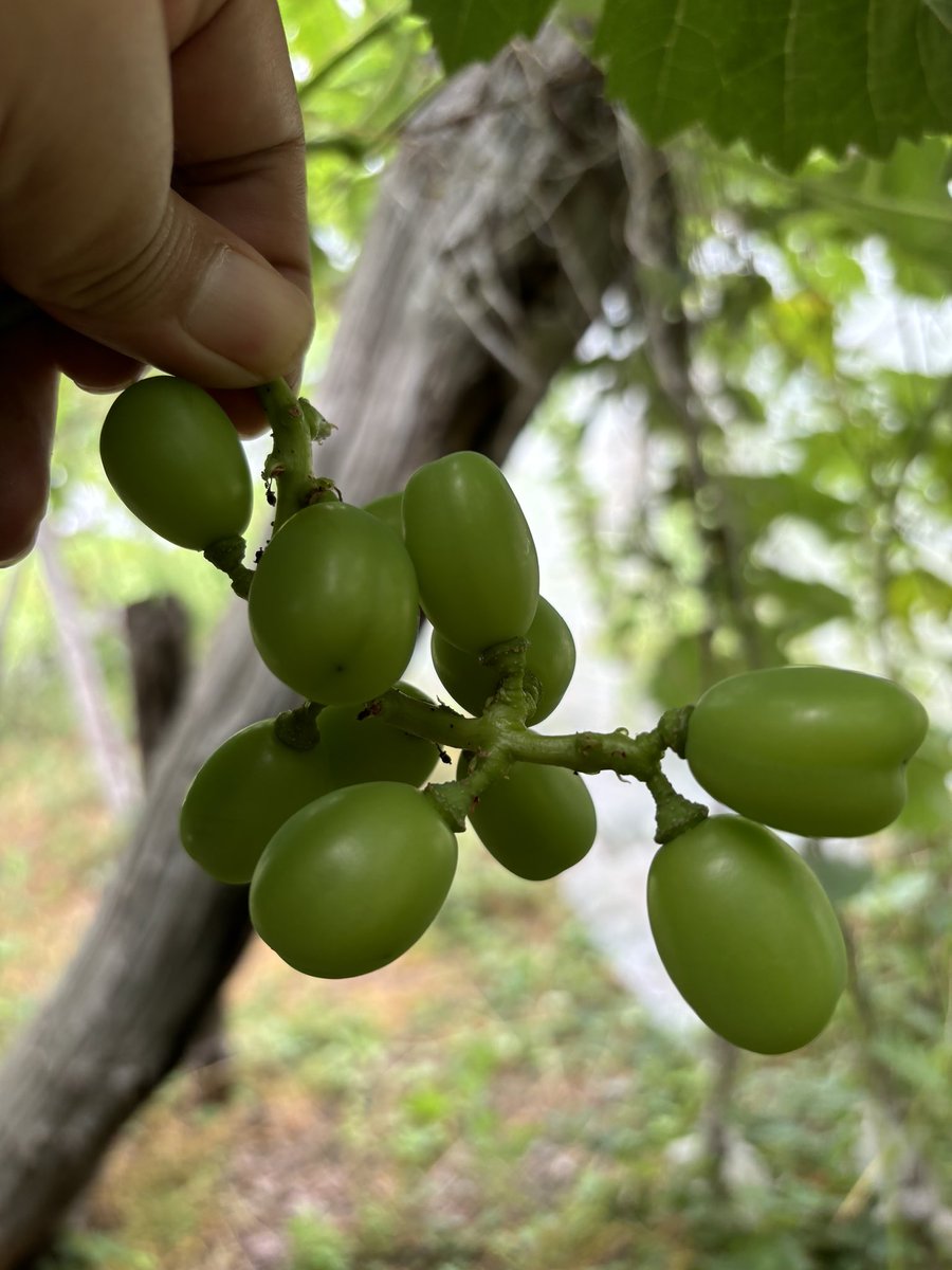 タッキーの田舎道楽@山形 tweet media