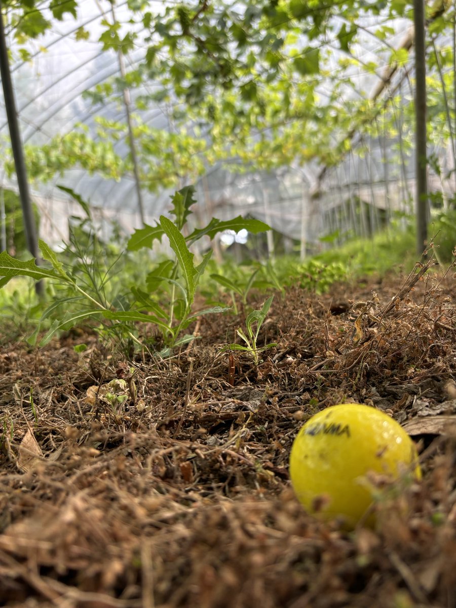 タッキーの田舎道楽@山形 tweet media