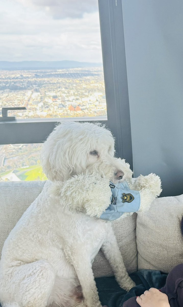 HOBPETS's tweet photo. Where’s JUNIOR 

#Funny #dog #best #love #Melbourne https://t.co/LaBpKlnPp8