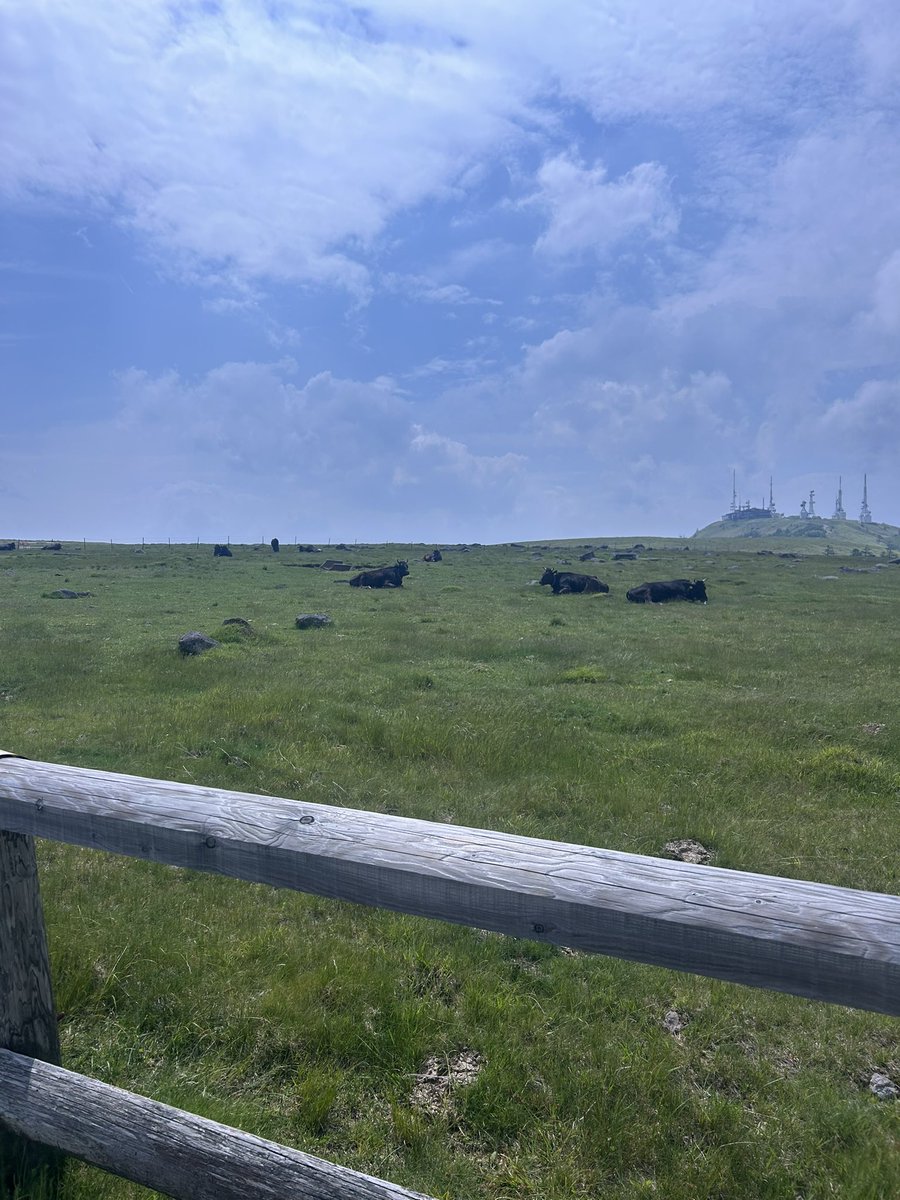 i_am_rx's tweet photo. 美ヶ原高原🐄🐂🐃 https://t.co/4qfw34JwVG