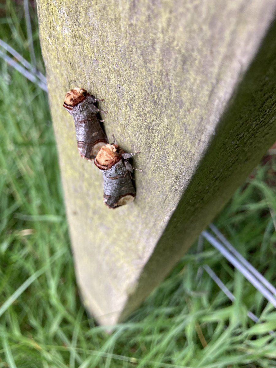 Donald Luke Opitz tweet media