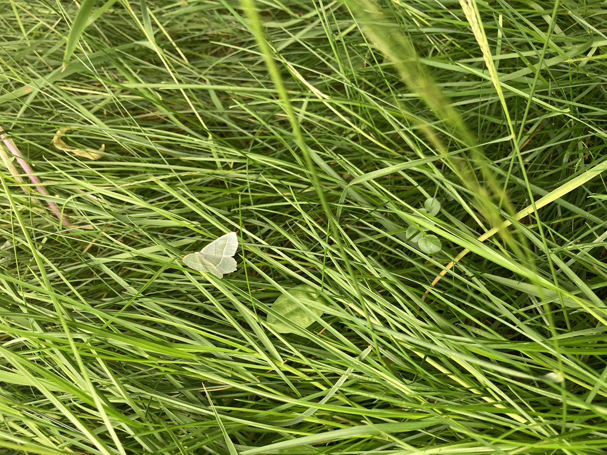 Donald Luke Opitz tweet media