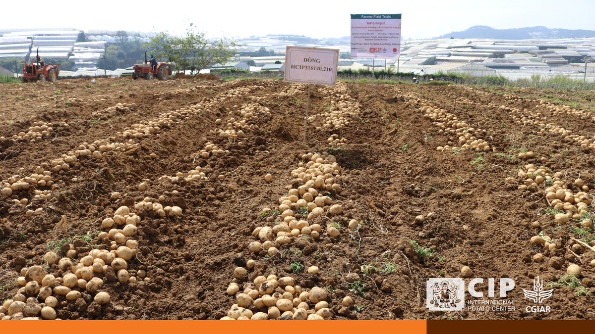 Cipotato's tweet photo. From lab to field 🌱: HCIP210 is redefining potato farming in tropical regions.

Thanks to @Cipotato and @HZPC's partnership, smallholders now have access to high-yielding, resilient potato 🥔 varieties.

👉🏽 https://t.co/tPtSWW8N7R

🔸 @SyngentaFDN https://t.co/PzjGnu3J9D