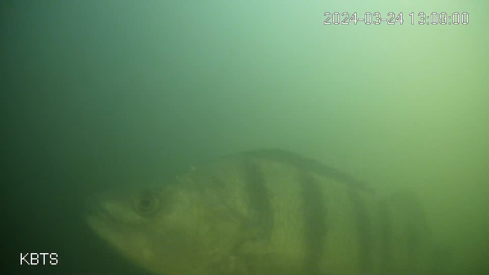 Veel meer palingen (tientallen) en karpers, de meerval kwam een paar keer langs en voor het eerst ook een zeelt: de Visdeurbel had een mooi jaar. Een recordjaar zelfs, er is 150.000 keer gebeld.
Het trekseizoen is voorbij, 3 maart 2025 kun je weer bellen👉direc.to/kF_p