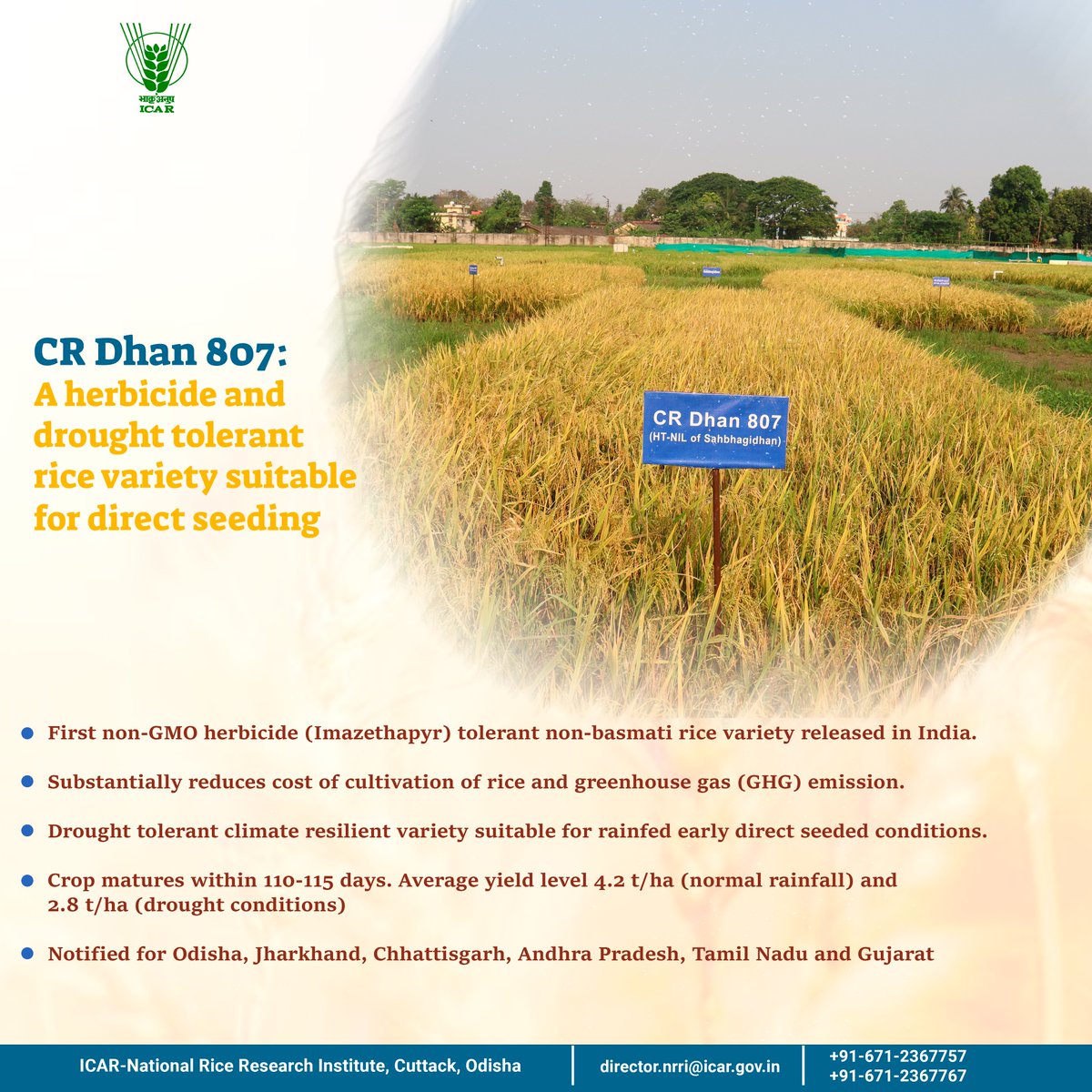 Indian Council of Agricultural Research. (@icarindia) on Twitter photo CR #Dhan 807: A herbicide and drought tolerant #rice #variety suitable for direct seeding . #OneProductOneDay #Farmer #directseeding
<a href="/PMOIndia/">PMO India</a> <a href="/ChouhanShivraj/">Shivraj Singh Chouhan</a> <a href="/mpbhagirathbjp/">Bhagirath Choudhary</a>
<a href="/PIB_India/">PIB India</a> <a href="/mygovindia/">MyGovIndia</a> <a href="/AgriGoI/">Agriculture INDIA</a> <a href="/DDKisanChannel/">Doordarshan Kisan - рджреВрд░рджрд░реНрд╢рди рдХрд┐рд╕рд╛рди</a>
<a href="/Dept_of_AHD/">Dept of Animal Husbandry & Dairying, Min of FAH&D</a> <a href="/irri/">IRRI ЁЯМ╛</a> CR #Dhan 807: A herbicide and drought tolerant #rice #variety suitable for direct seeding . #OneProductOneDay #Farmer #directseeding
<a href="/PMOIndia/">PMO India</a> <a href="/ChouhanShivraj/">Shivraj Singh Chouhan</a> <a href="/mpbhagirathbjp/">Bhagirath Choudhary</a>
<a href="/PIB_India/">PIB India</a> <a href="/mygovindia/">MyGovIndia</a> <a href="/AgriGoI/">Agriculture INDIA</a> <a href="/DDKisanChannel/">Doordarshan Kisan - рджреВрд░рджрд░реНрд╢рди рдХрд┐рд╕рд╛рди</a>
<a href="/Dept_of_AHD/">Dept of Animal Husbandry & Dairying, Min of FAH&D</a> <a href="/irri/">IRRI ЁЯМ╛</a>