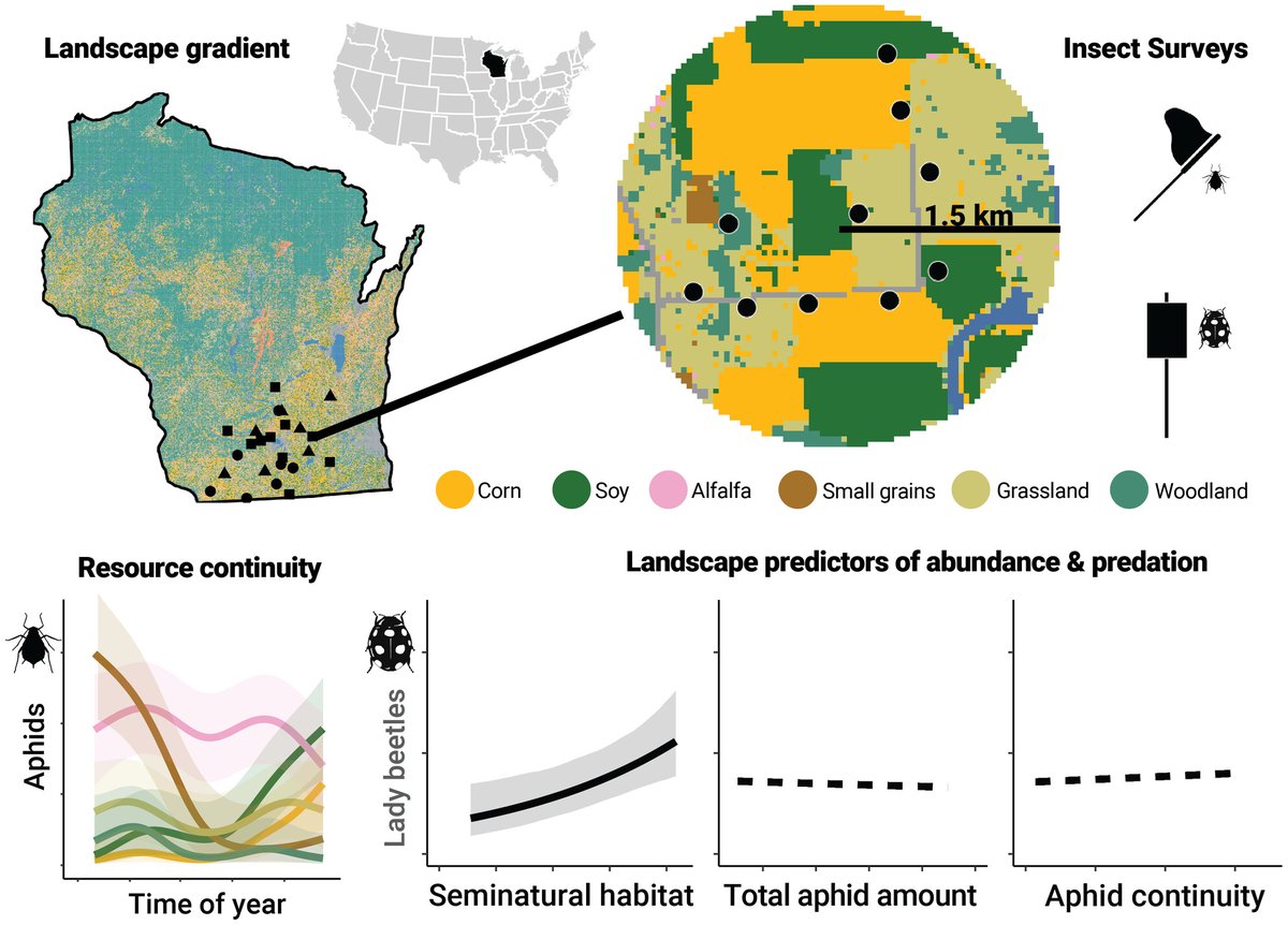 Semi-natural habitat, but not aphid amount or continuity, predicts lady beetle abundance across agricultural landscapes 🪲

Retaining or adding woodland &amp; grassland patches in agricultural landscapes is likely to support larger lady beetle populations 

🔗 doi.org/10.1111/1365-2…