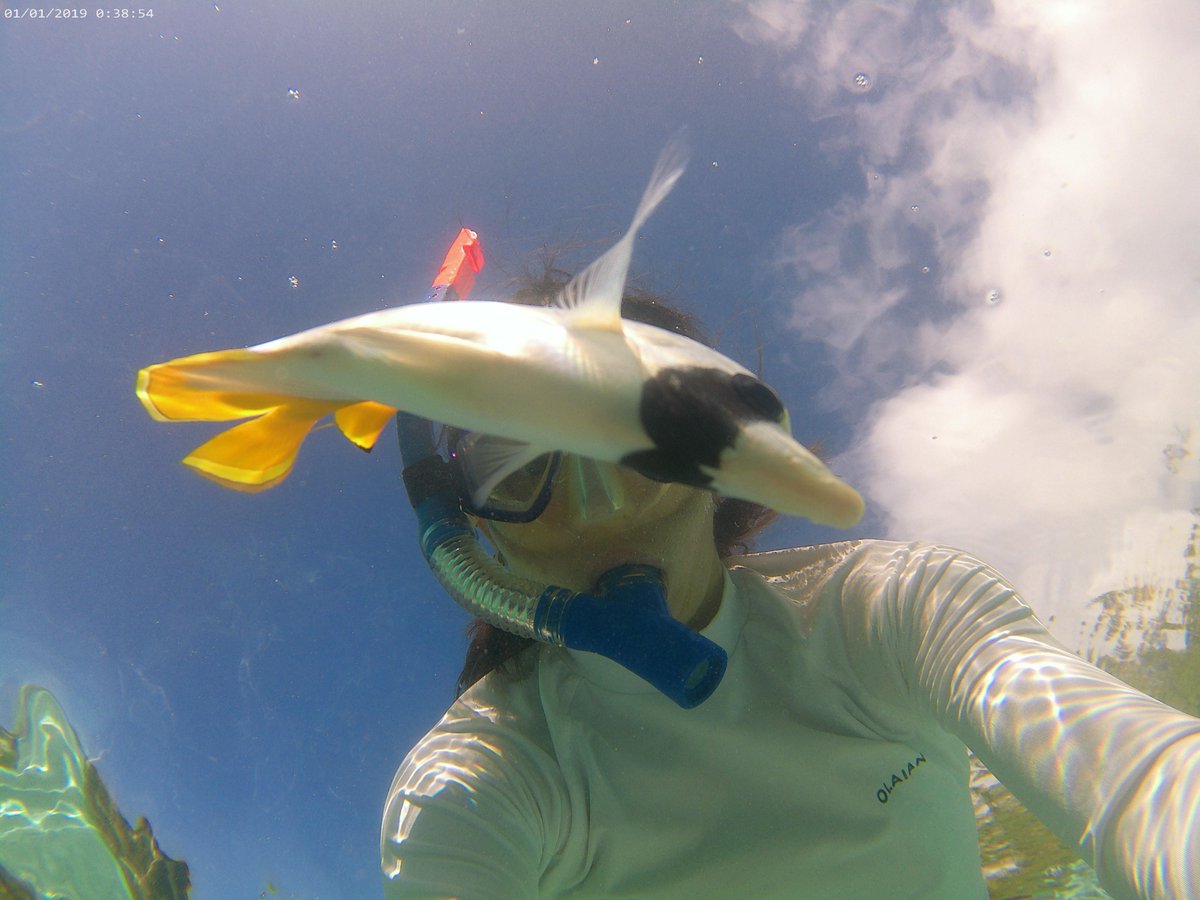 #SUMMIT_Moorea - Day 13

The countdown begins for the end of the SUMMIT-Moorea campaign. Few days left at the island! Finishing the last samplings and experiments and enjoying the island.

#SUMMIT_ERCAdG #lastdays #island #frenchpolynesia